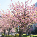 教室脇の八重桜並木を通って京急線大森海岸駅も利用可能